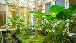 Un exuberante jardín interior con diversas plantas y un pequeño estanque.