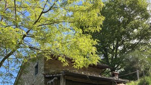 Una casa de piedra rústica con porche de madera, rodeada de exuberante vegetación y árboles.