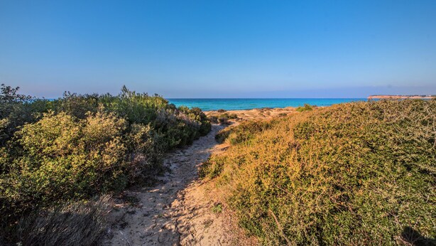 Un sendero costero que lleva a la playa, flanqueado por una vegetación densa.