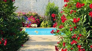 A stone pathway leading to a pool surrounded by vibrant red flowers and lush greenery.
