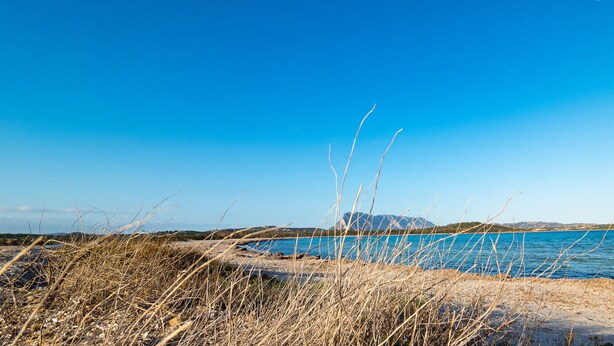 A beach with dry grass in the foreground and a clear blue sky.