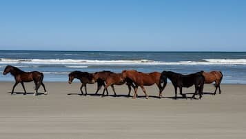 Vlak bij het strand, strandlakens