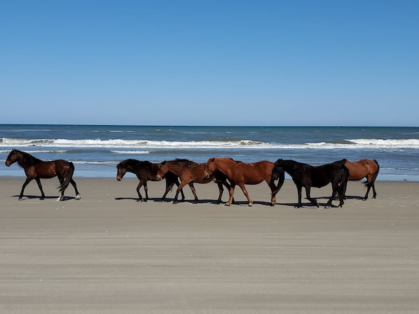 Plage à proximité, serviettes de plage