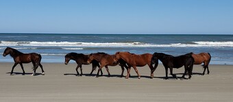 OBX~Sunset View~Gazebo~Bike Path~Walk to Beach~Free Bikes & Kayaks~Super Clean!!