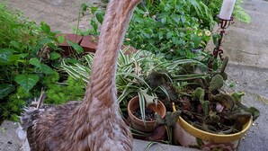 A duck standing on a concrete surface with potted plants nearby. - Log Cabin - TINY HOUSE on acreage (Montgomery)