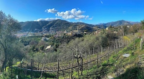 Une ville située sur une colline, avec des bâtiments, des vignobles et des montagnes en arrière-plan.