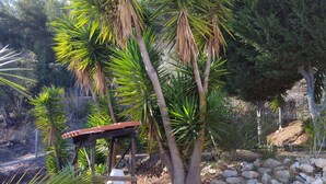 Un jardín con palmeras, un banco de madera y una estructura blanca.