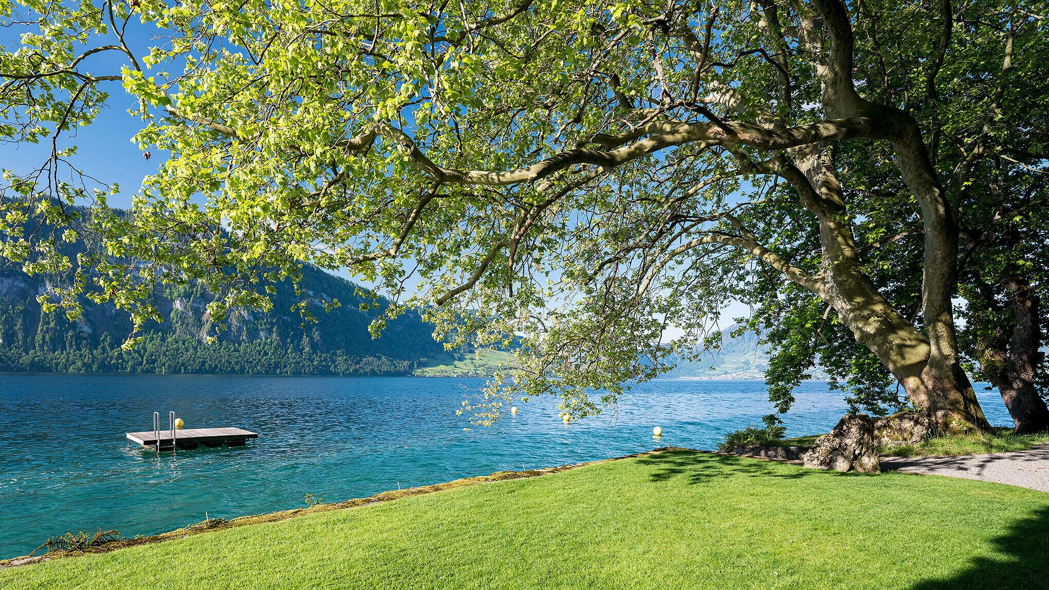 A serene lakeside view with a dock, grassy shore, and a large tree providing shade.