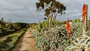 A pathway through a garden with various plants and trees. - The Stables Cottages (Langebaan)