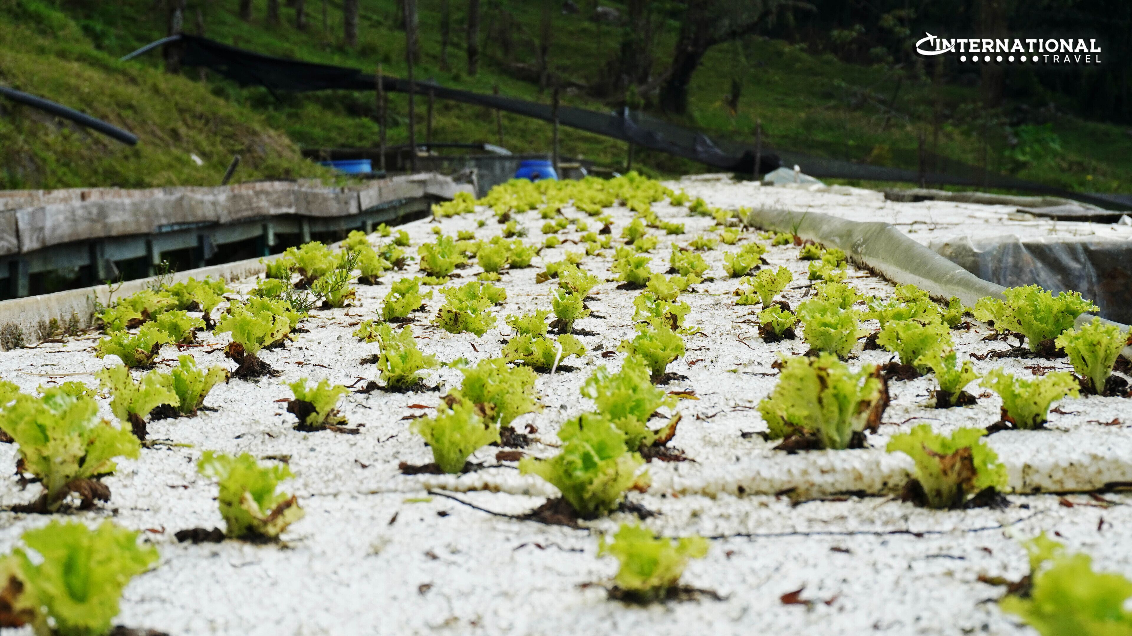 A rooftop garden with young lettuce plants.