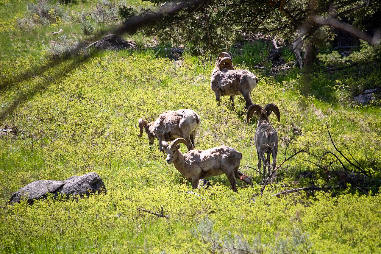 A group of bighorn sheep in a grassy field with trees in the background.