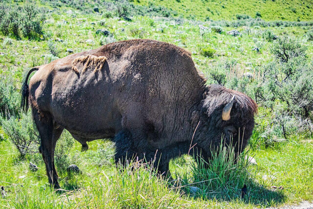Un bisonte pastando en un campo cubierto de hierba.