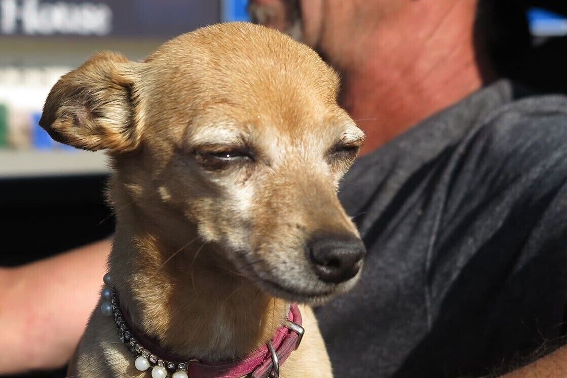 A close-up of a dog with a pink collar.