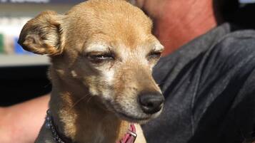 A close-up of a dog with a pink collar.