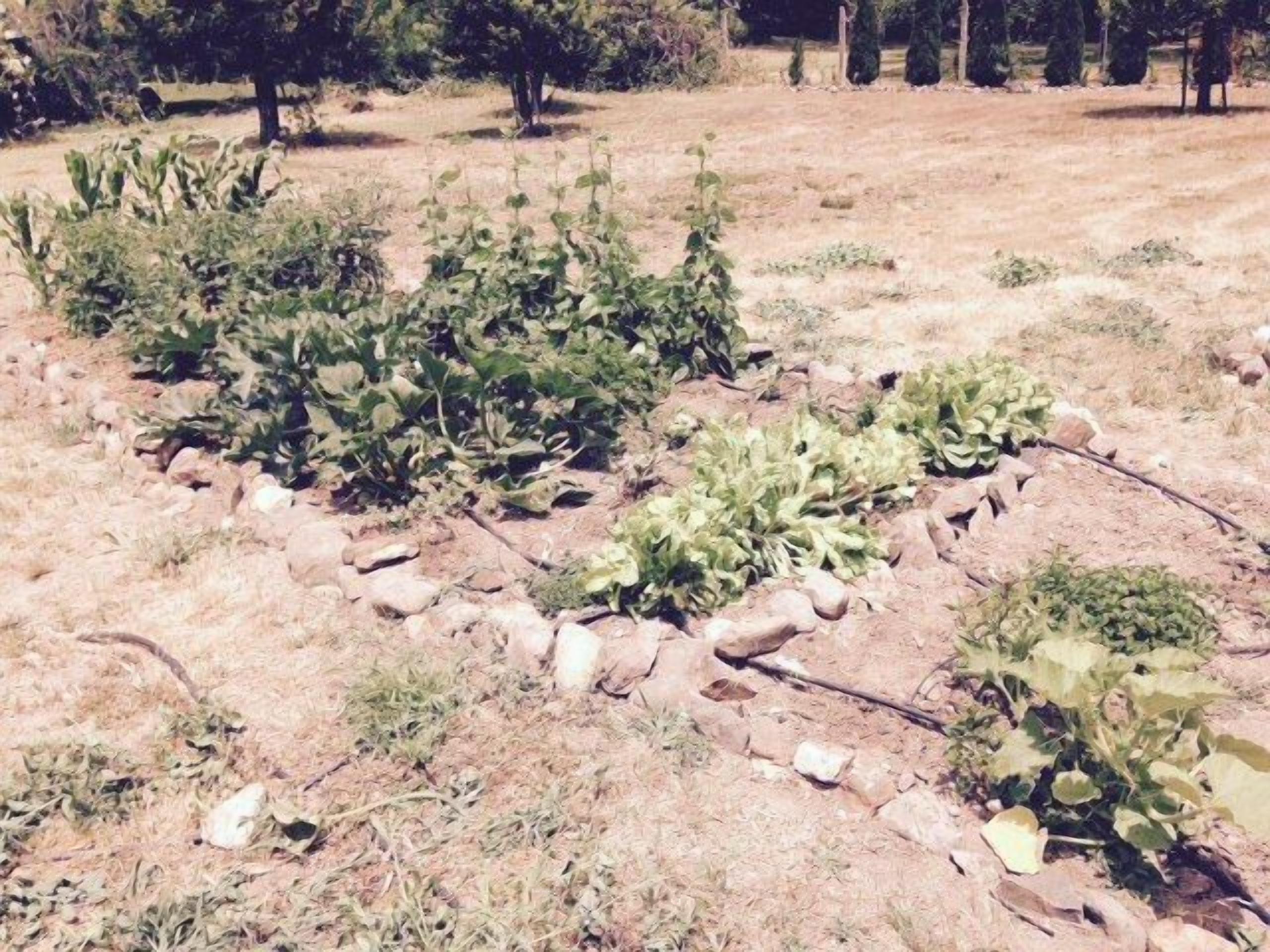 A garden with various plants and trees, a stone pathway, and a dry, grassy field.