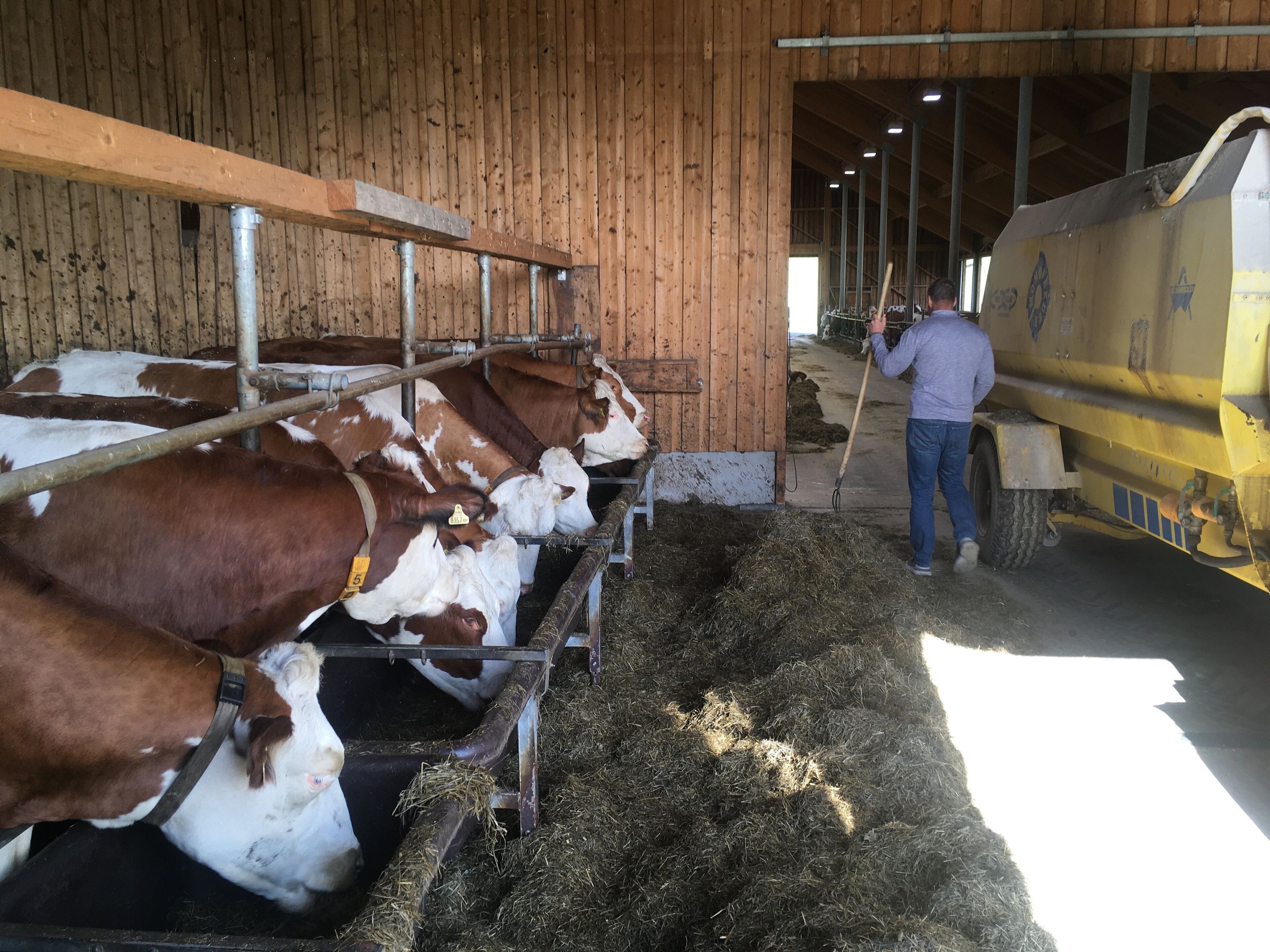 Un granero con vacas alimentándose de comederos, una persona con una pala y un vehículo amarillo.
