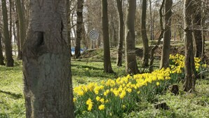 A forest with a row of yellow flowers and trees. - South balcony with the sound of the sea, three-room apartment for 4-5 people. (Kellenhusen (Ostsee))