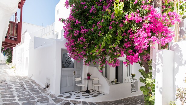 Une rue étroite bordée de bâtiments blancs, un chemin pavé de pierres et un arbre en fleurs aux teintes roses.