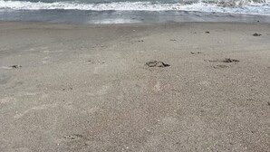 Una playa con cielo despejado y mar tranquilo.