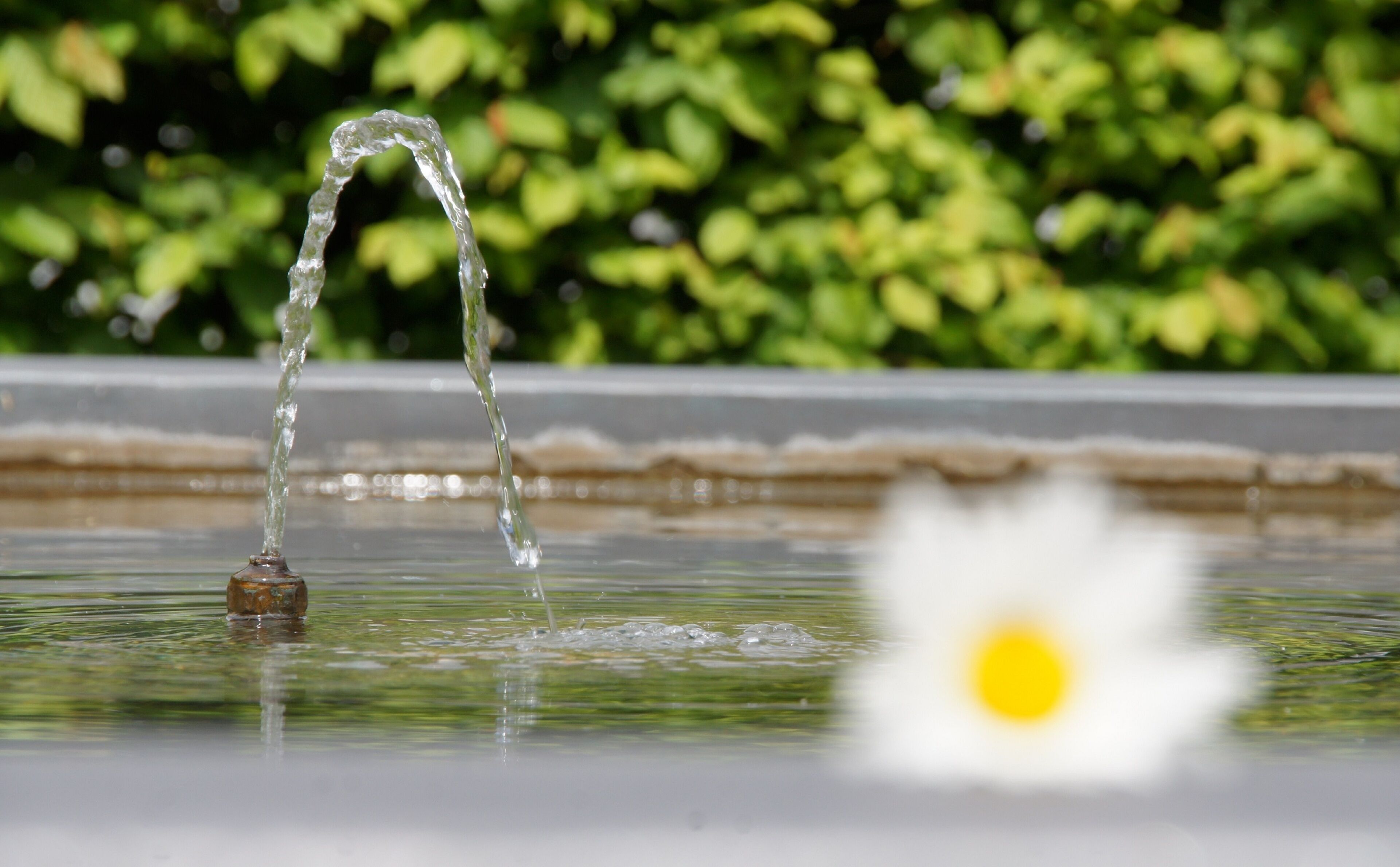 Una fuente con agua fluyendo hacia una pileta, rodeada de follaje.