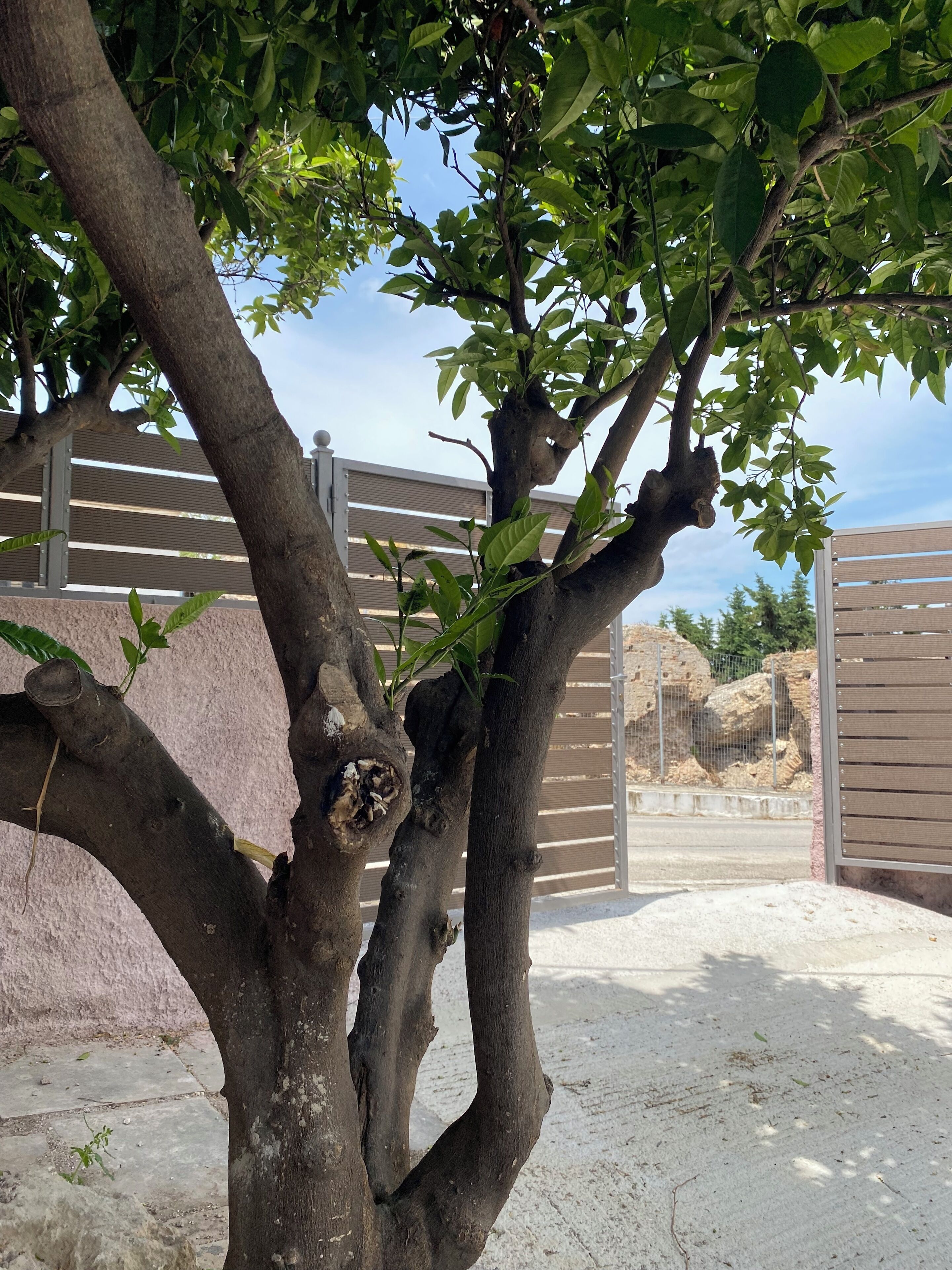 Un árbol con troncos gruesos y retorcidos y hojas verdes, sobre un fondo de una valla metálica y un muro de piedra.