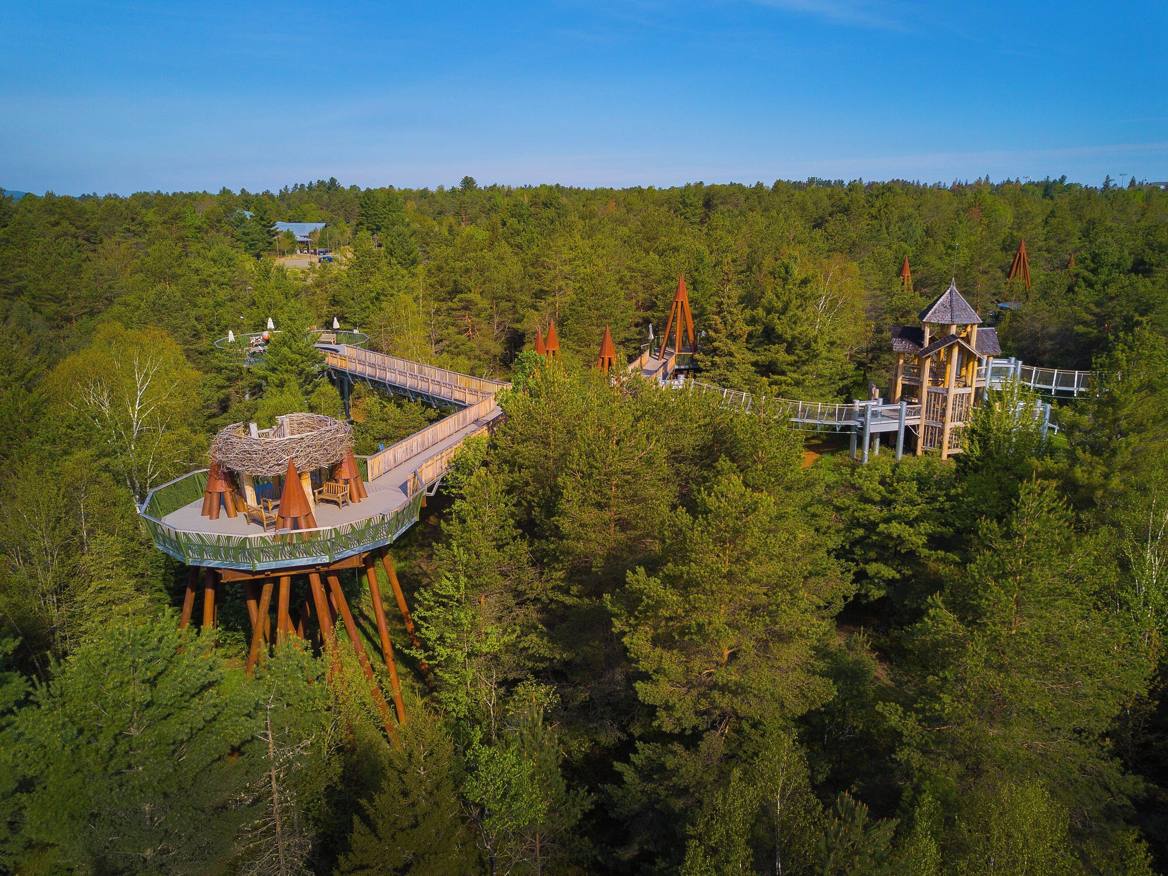 A forested area with a wooden bridge and a small wooden structure.