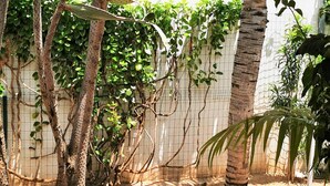Ein schattiger Außenbereich mit Sandboden, einer Palme und verschiedenen Kletterpflanzen.