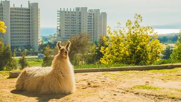 Una llama sentada en un sendero de tierra con un paisaje urbano al fondo.