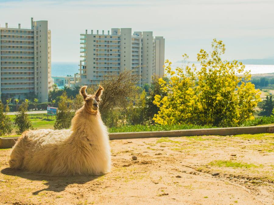 Una llama sentada en un sendero de tierra con un paisaje urbano al fondo.