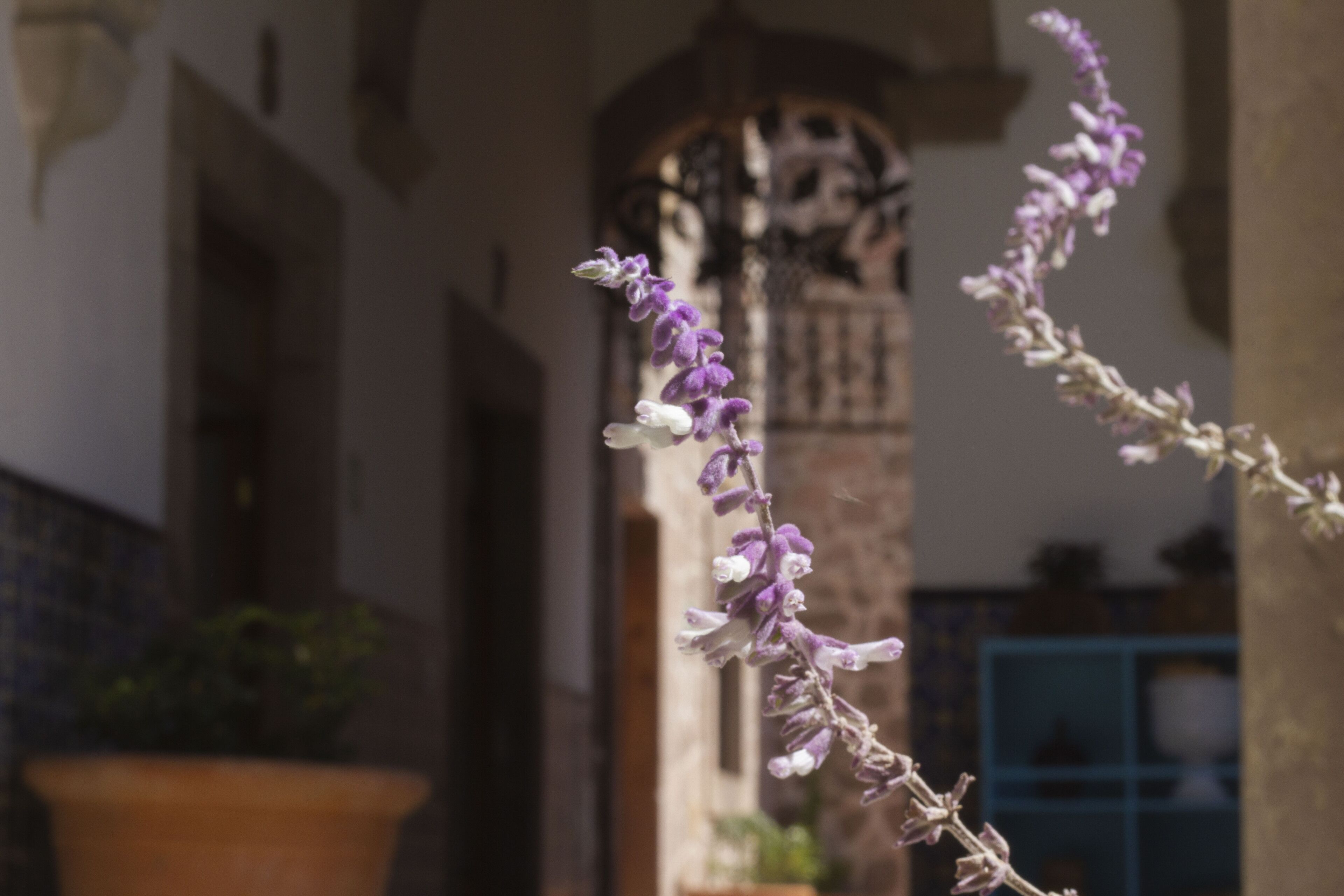 Foto - NaNa Vida Hotel Morelia