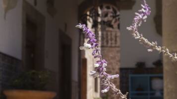 A potted plant with purple flowers in a courtyard with a tiled wall and a door in the background.