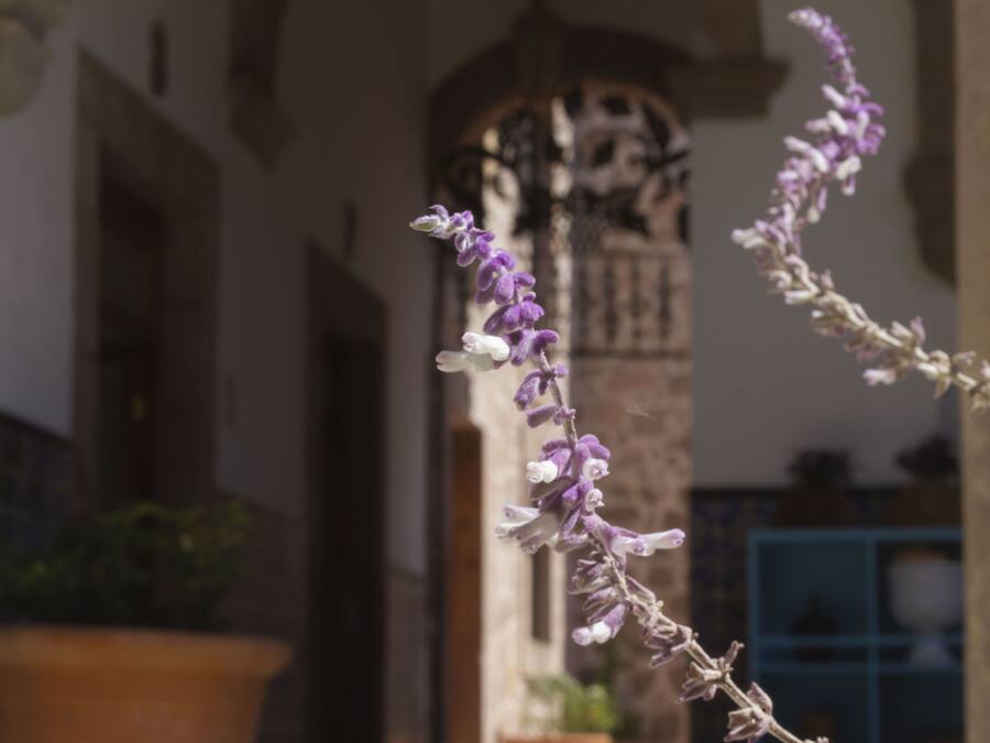 A potted plant with purple flowers in a courtyard with a tiled wall and a door in the background.