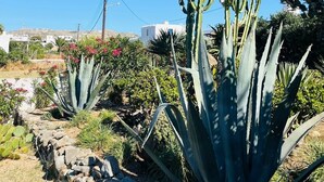A garden with large cacti and agave plants, a stone wall, and a clear blue sky. - Drafies House (Mykonos)
