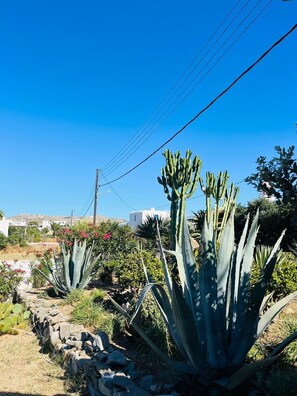 A garden with large cacti and agave plants, a stone wall, and a clear blue sky.