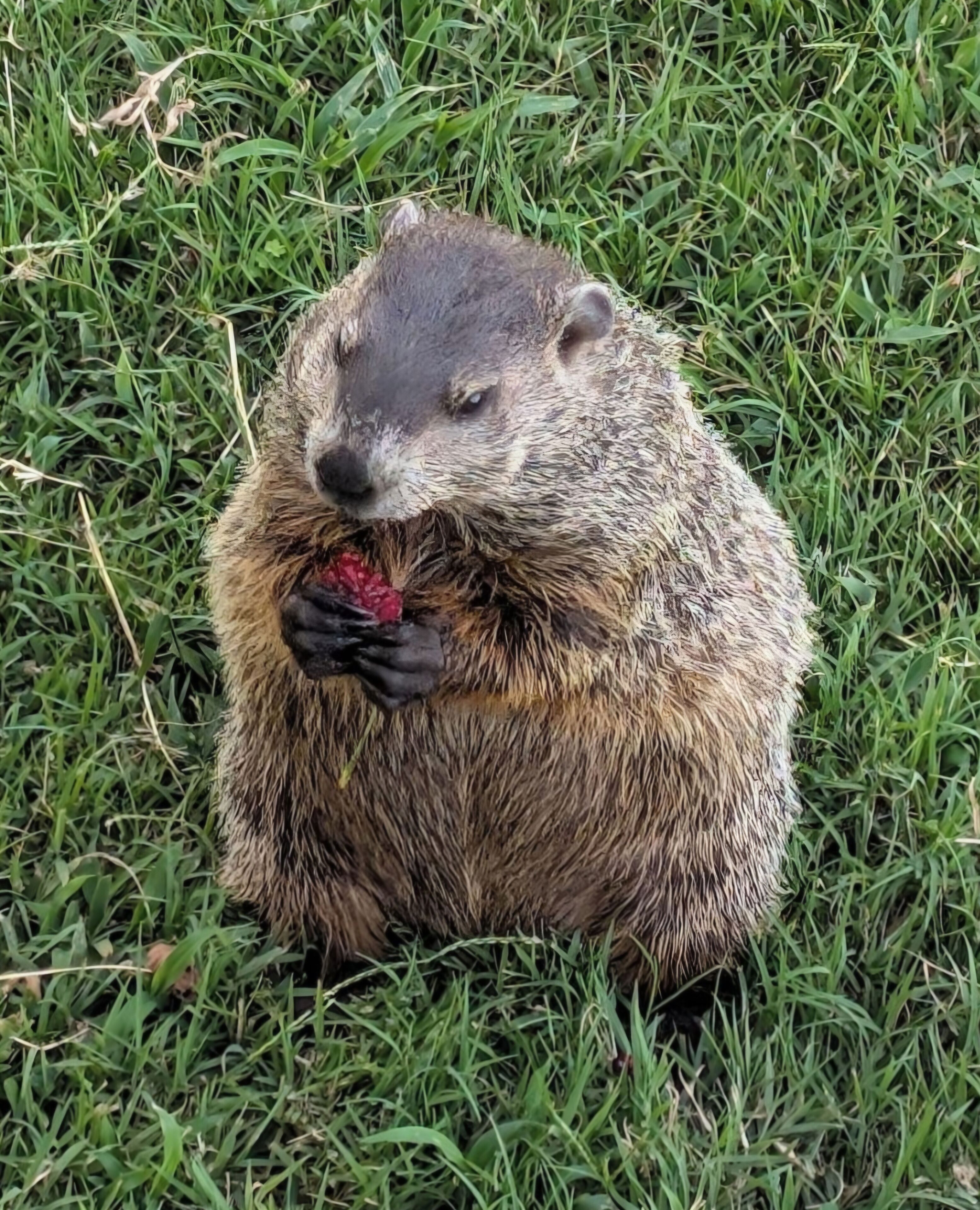 Ein Murmeltier sitzt auf Gras.