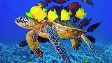 A sea turtle swimming with yellow fish.