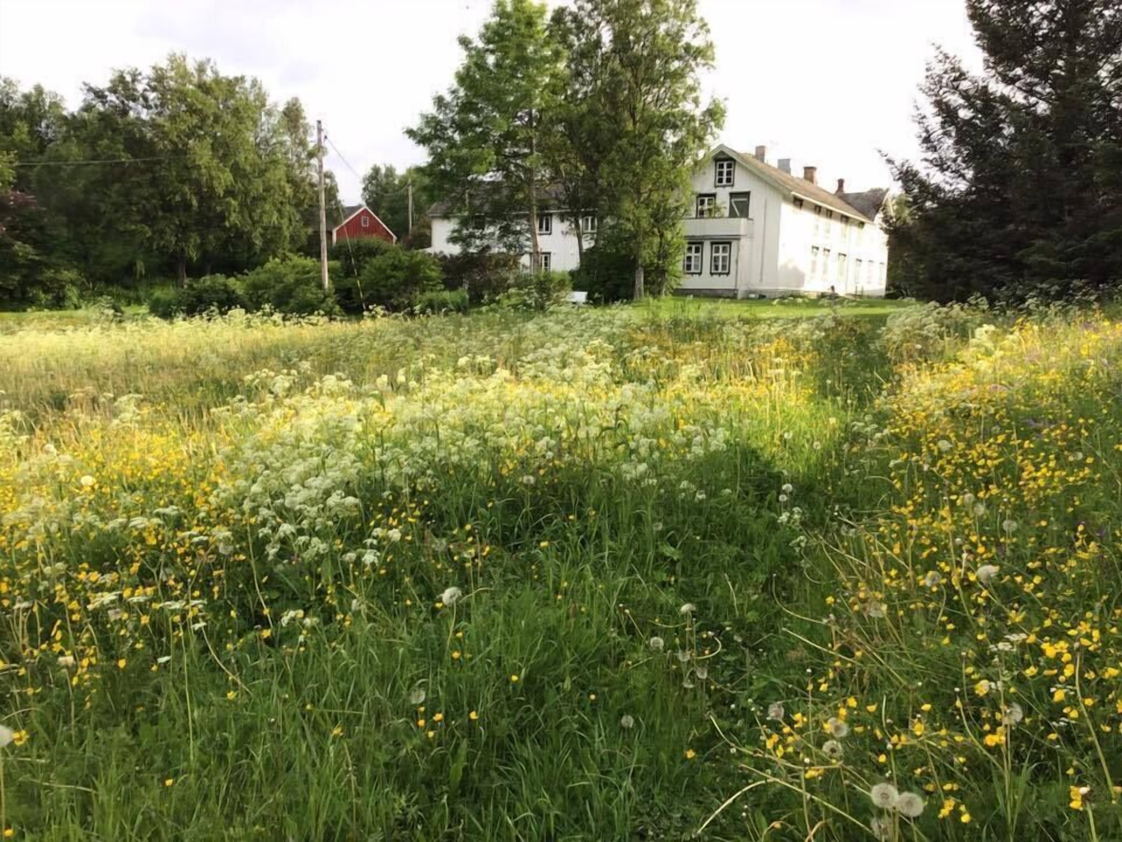 Een groot wit huis met een symmetrische gevel, omgeven door een weelderig groen veld met gele bloemen.
