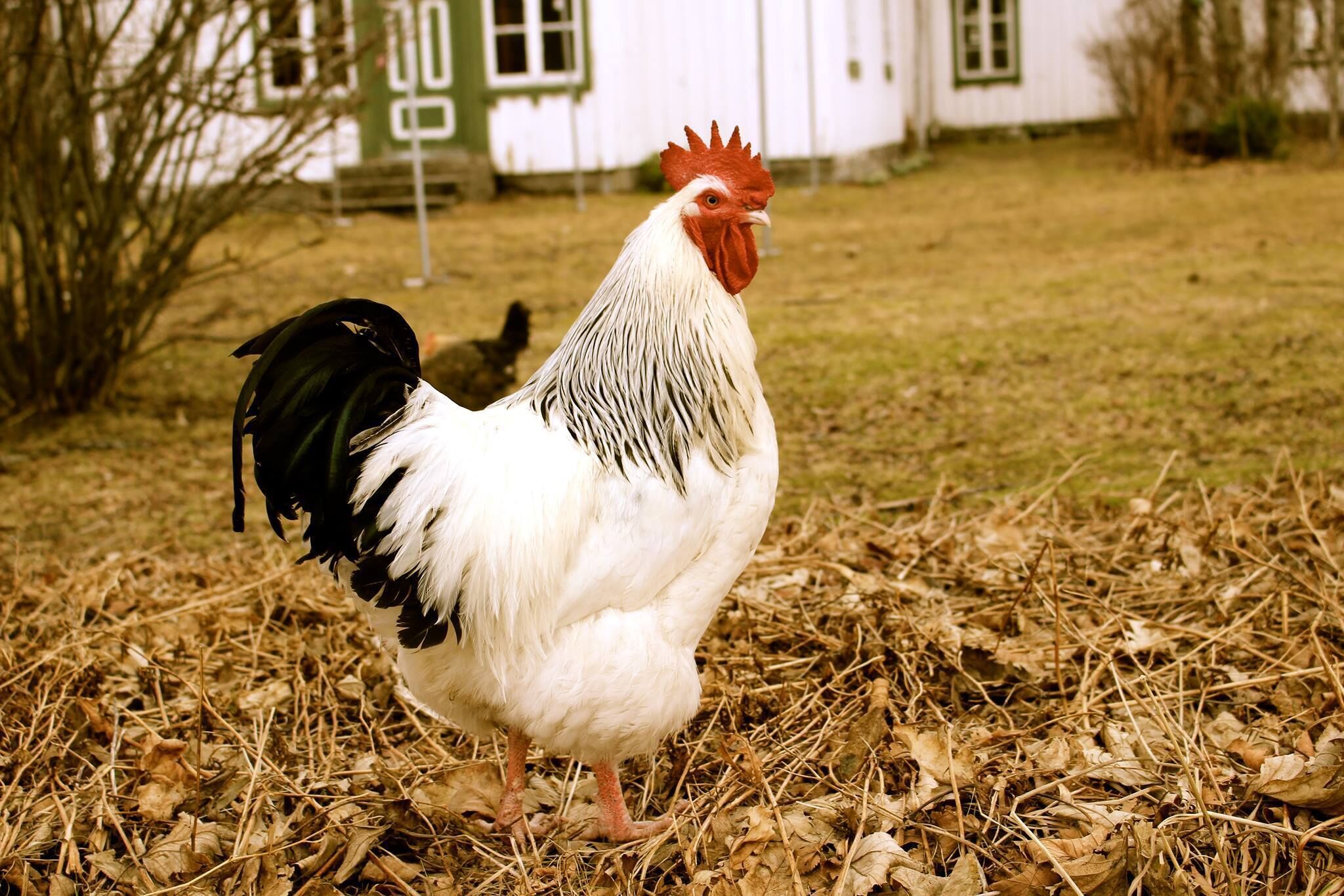 A rooster standing on dry leaves with a white house in the background.