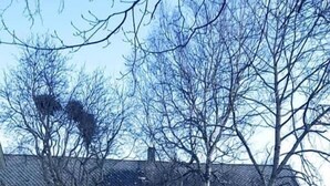 A white house with a grey roof, surrounded by bare trees and a grassy lawn. - Skagen Gaard (Bodo)