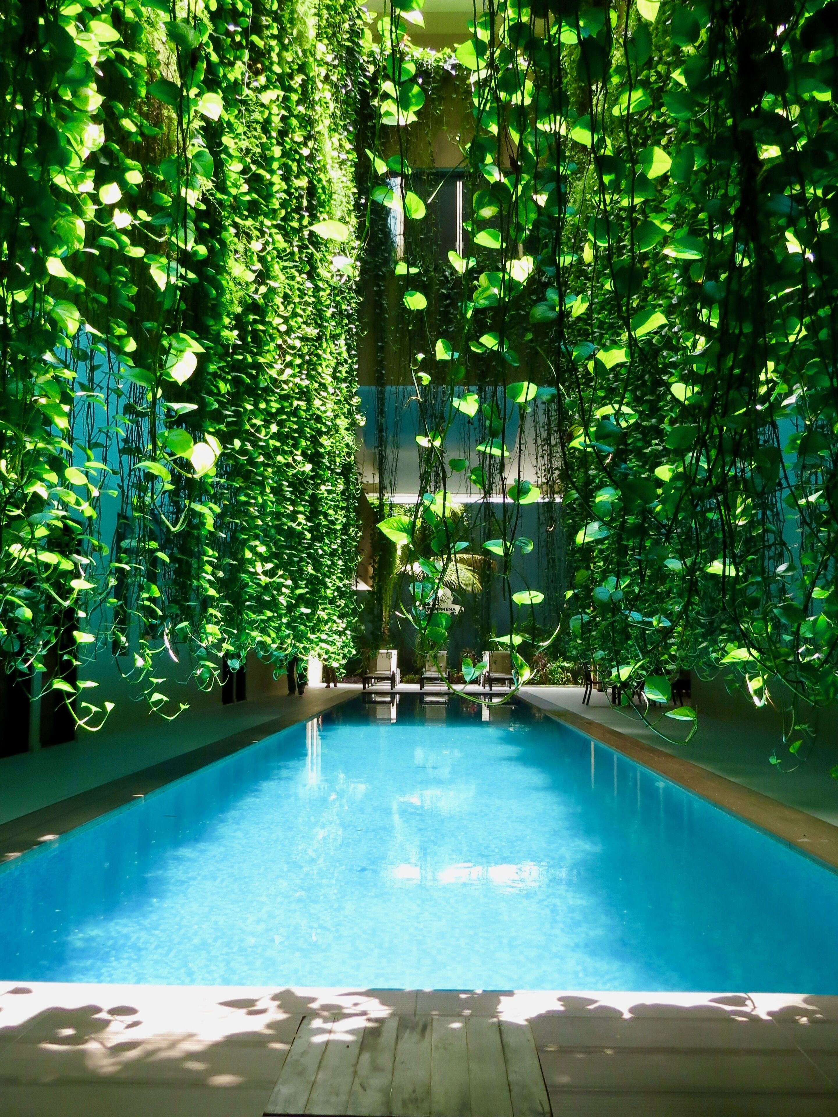 Une piscine intérieure entourée d’une végétation luxuriante.