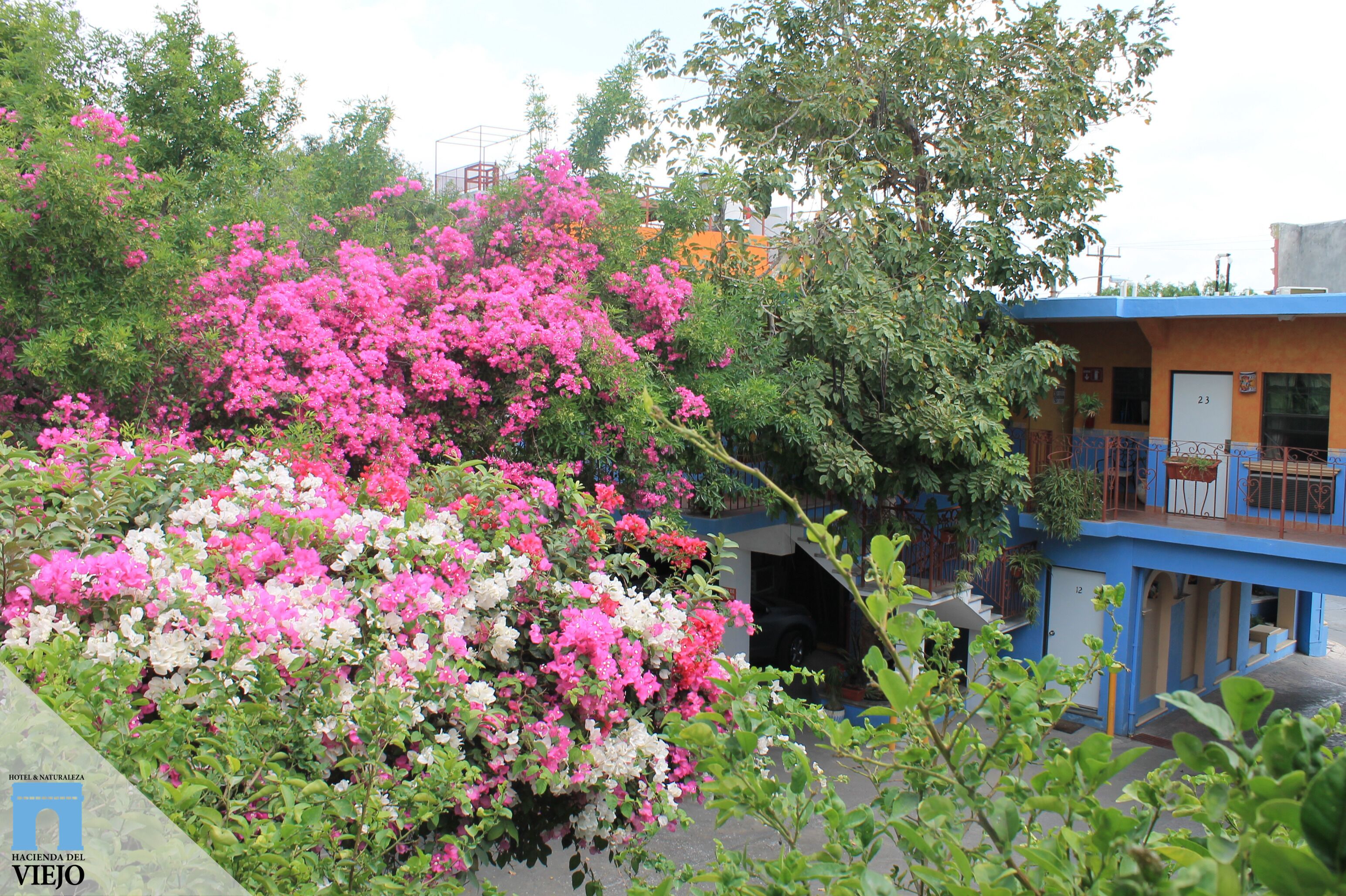 Jardín