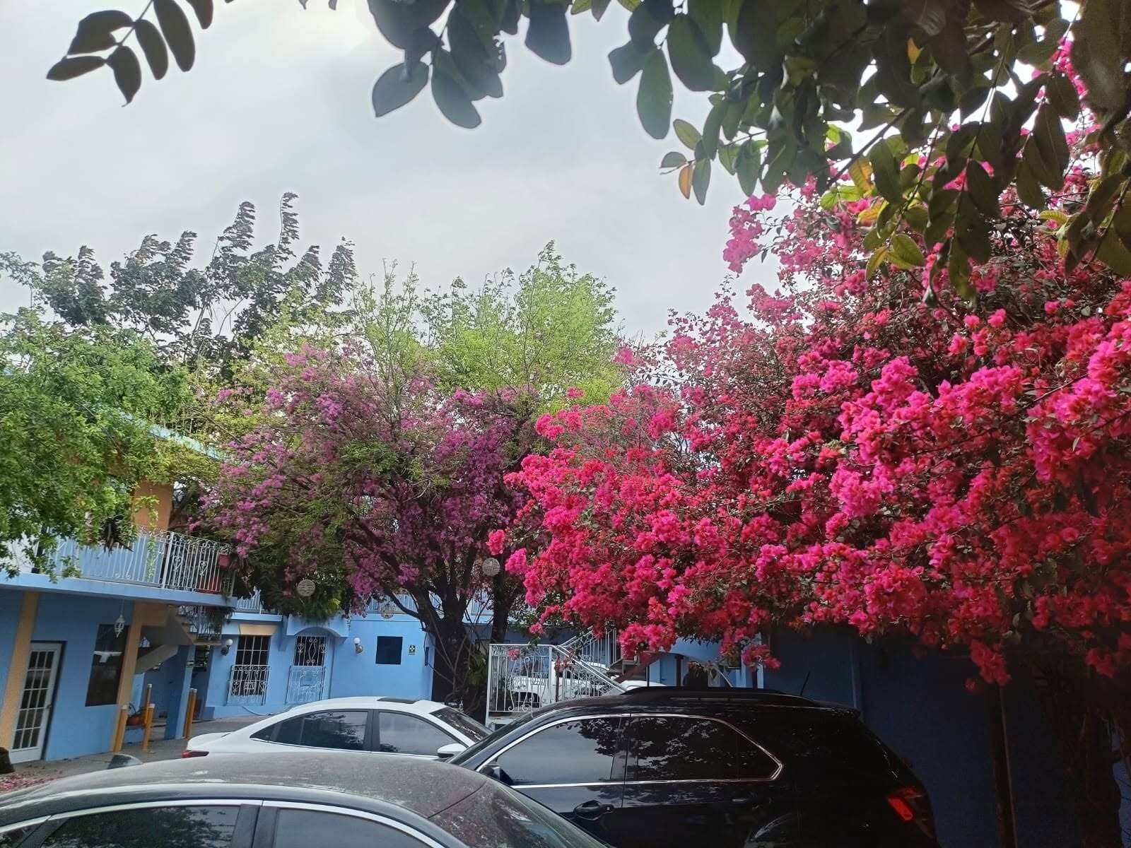 A residential area with parked cars, a blue building, and flowering trees.