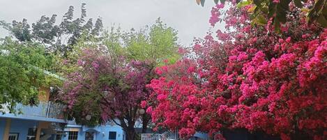 A residential area with parked cars, a blue building, and flowering trees.