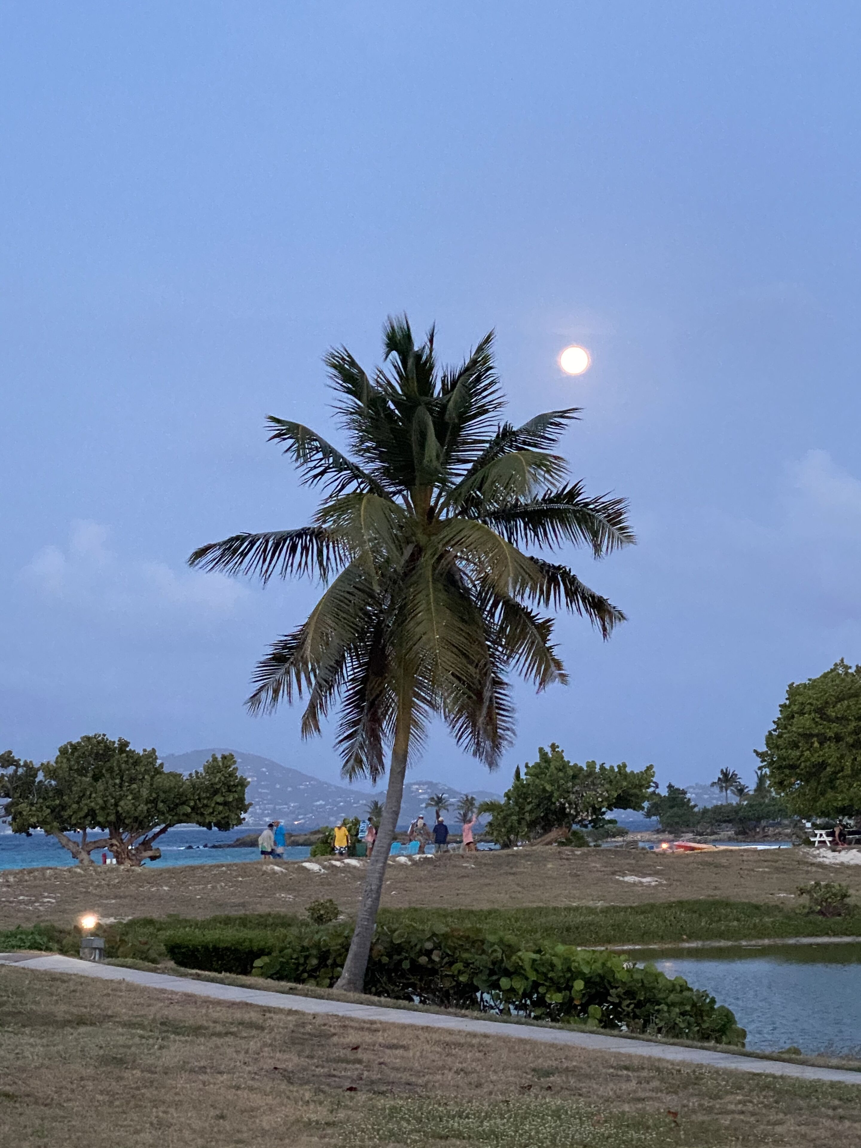 Una palmera en un parque con un lago y montañas al fondo.