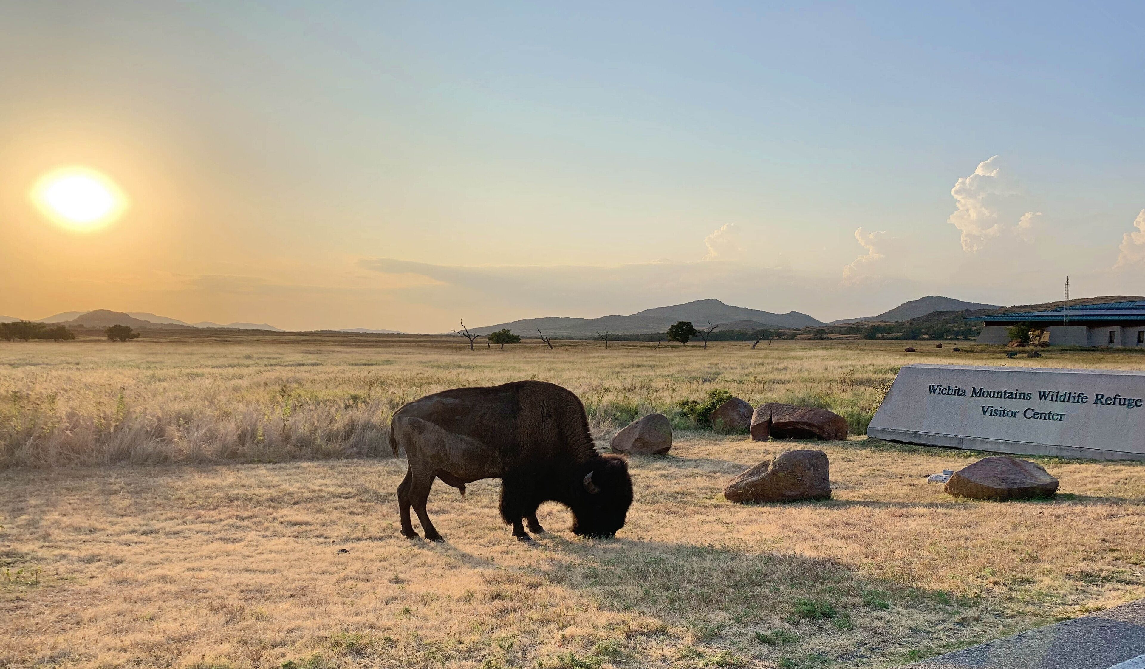 Ein Bison grast auf einer Wiese, im Hintergrund ist ein Schild für das Besucherzentrum des Wichita Mountains Wildlife Refuge zu sehen.