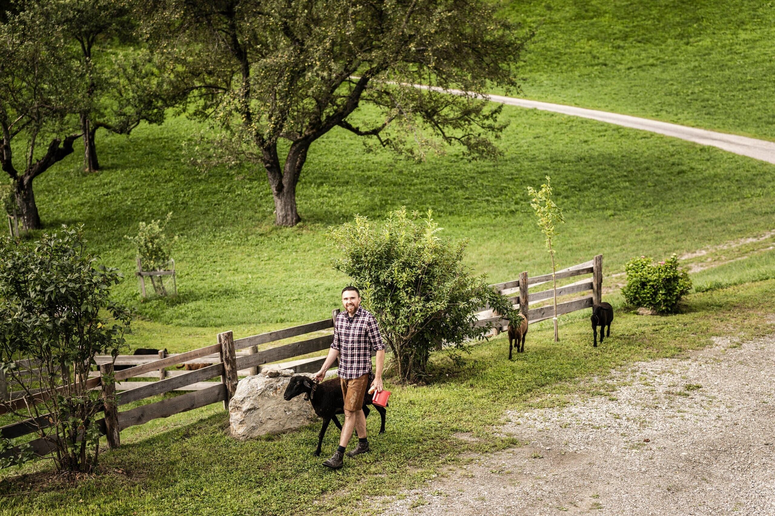 A rural landscape with a wooden fence, a person walking a dog, and a horse.