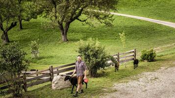 A rural landscape with a wooden fence, a person walking a dog, and a horse.
