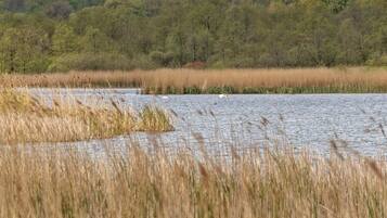 A natural landscape with a body of water, surrounded by tall grasses and trees.