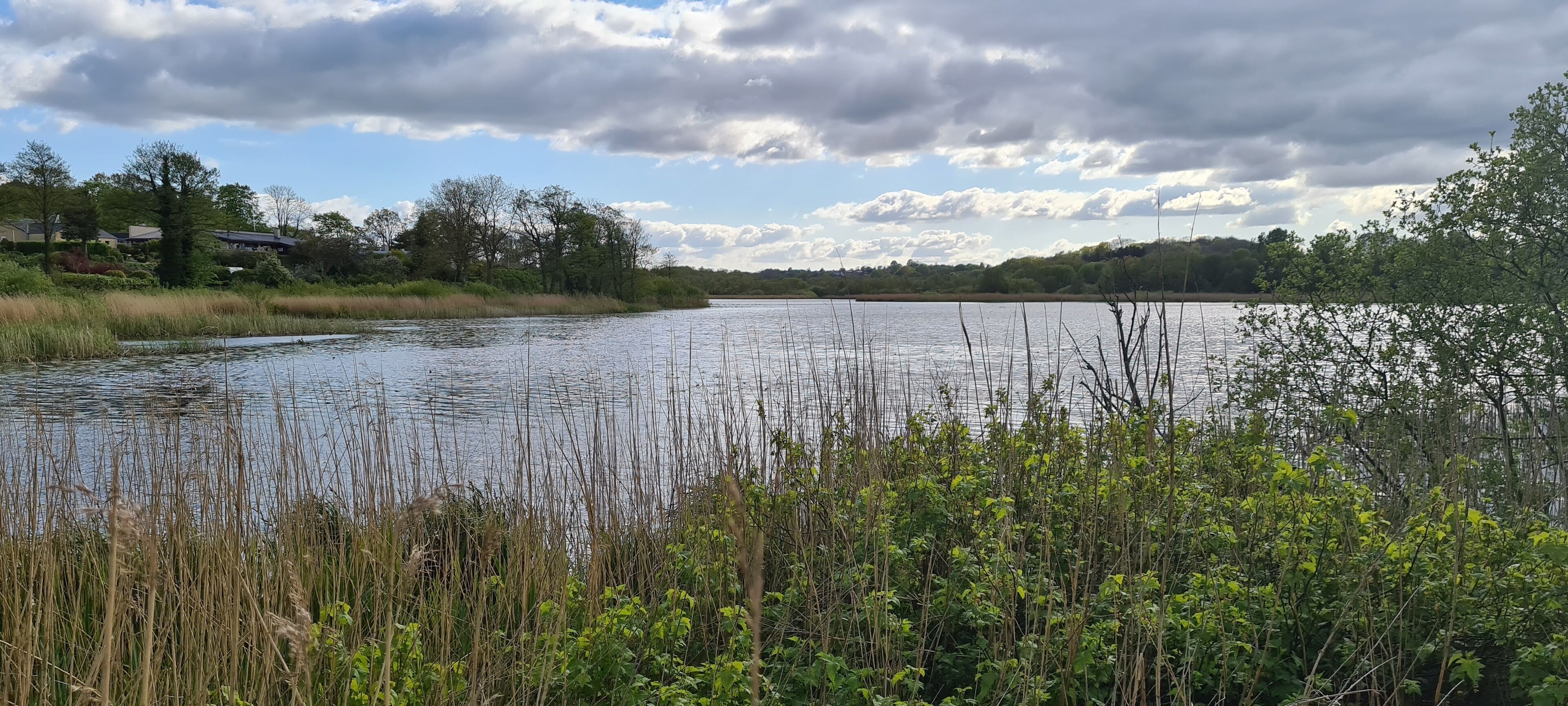 A calm lake with surrounding vegetation and houses in the background.