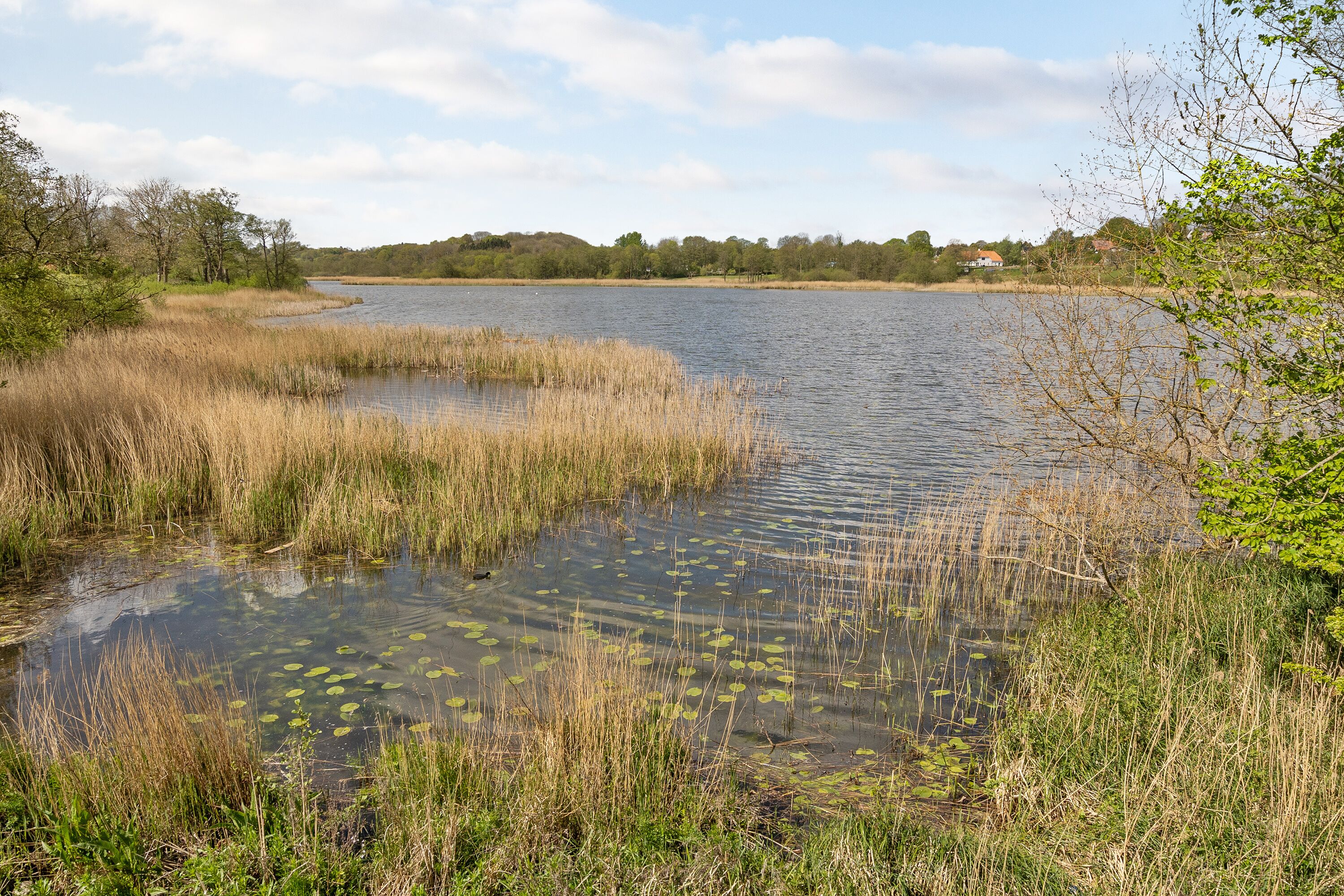 Un lago tranquilo con juncos y lirios, rodeado de árboles y una casa a lo lejos.